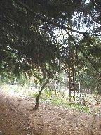 Zru�en� vle�ka - medzi plotom a stanicou (1) (101 kB)